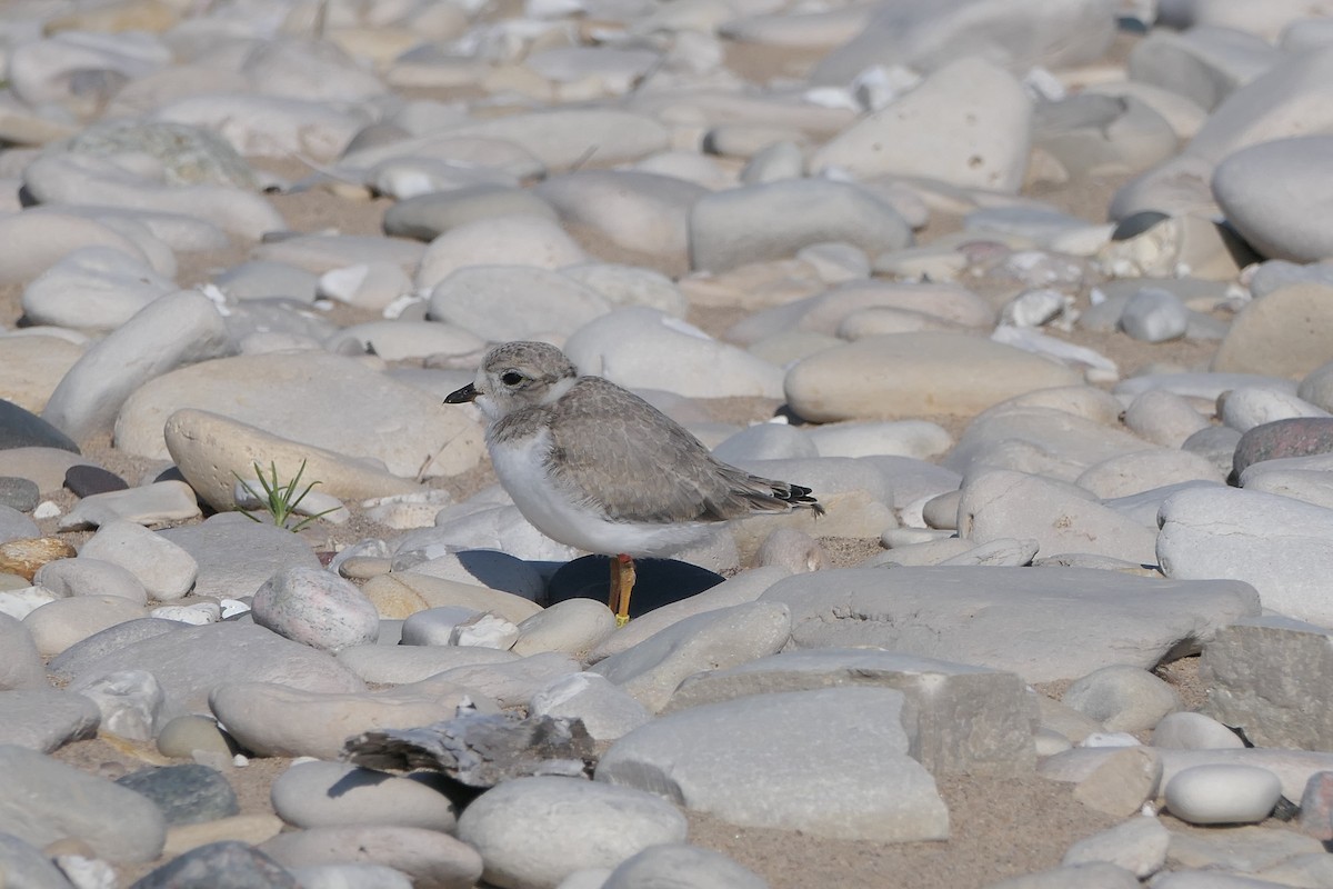 Piping Plover - ML638943701
