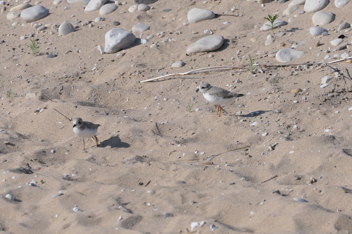 Piping Plover - ML638943702