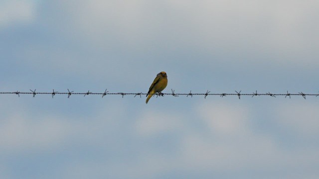 Cape Canary - ML638943707