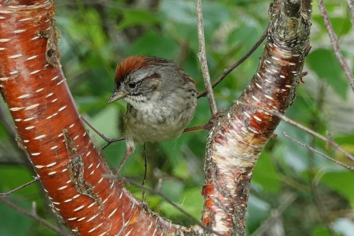 Swamp Sparrow - ML638943712