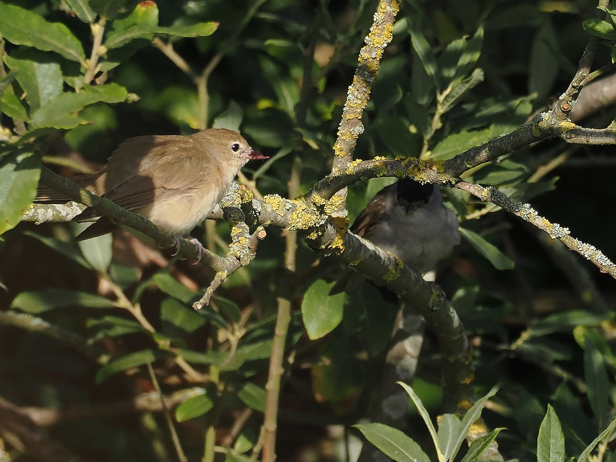 Garden Warbler - ML638943718