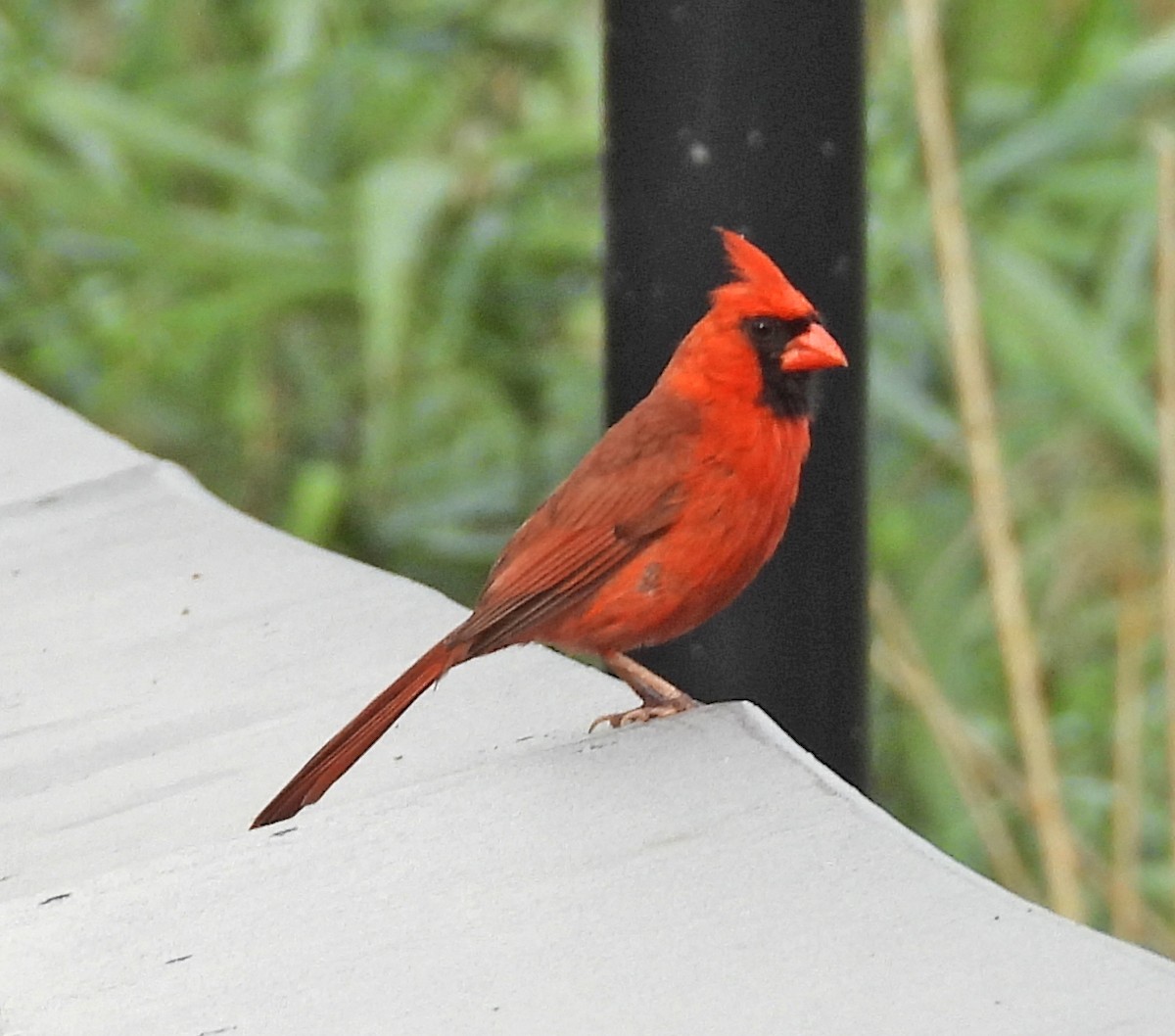 Cardinal rouge - ML638943726