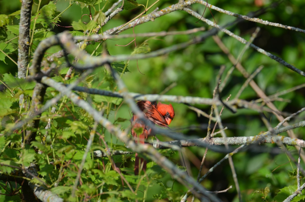 Cardinal rouge - ML638943728