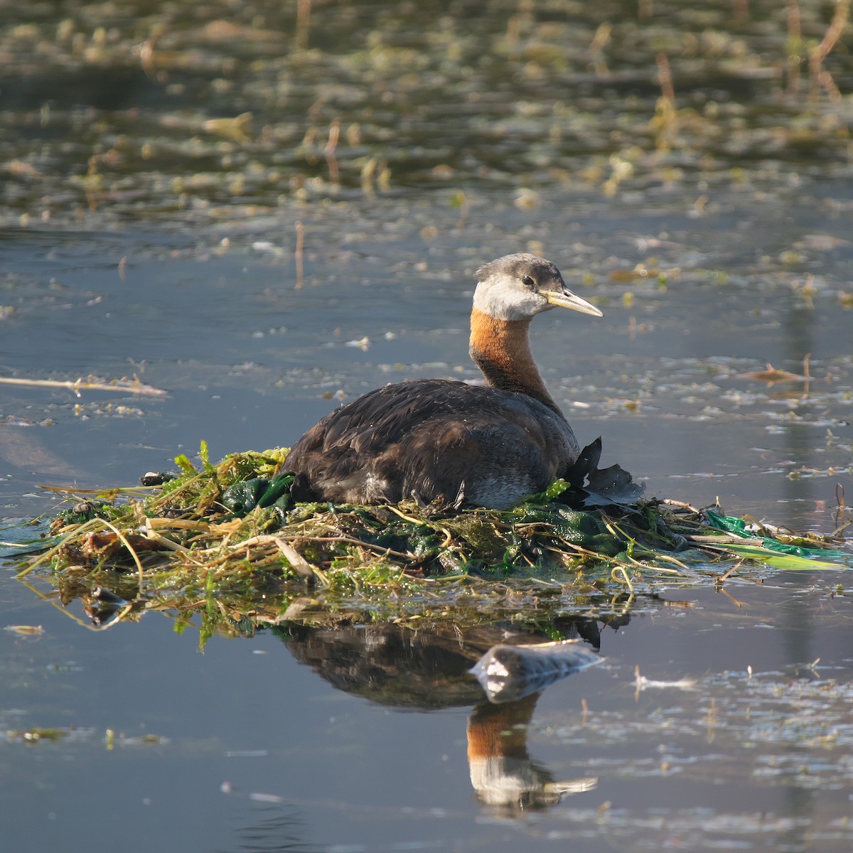 Red-necked Grebe - ML638943729