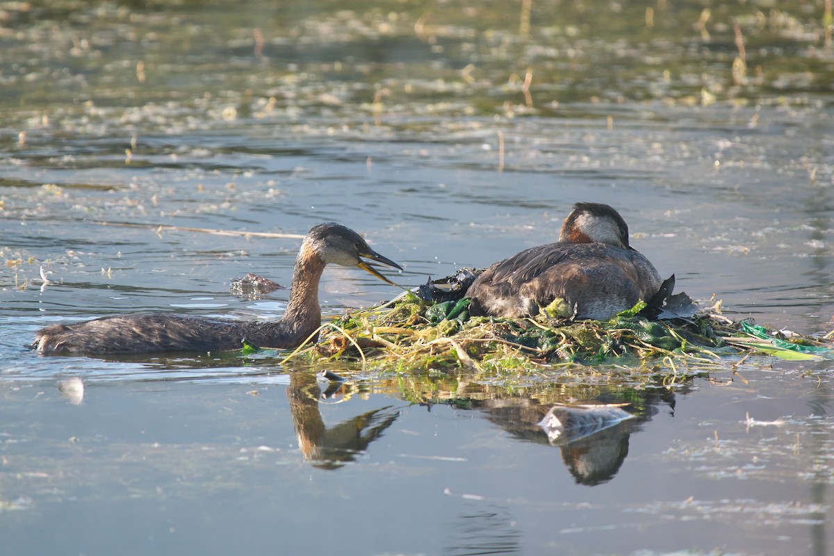 Red-necked Grebe - ML638943732