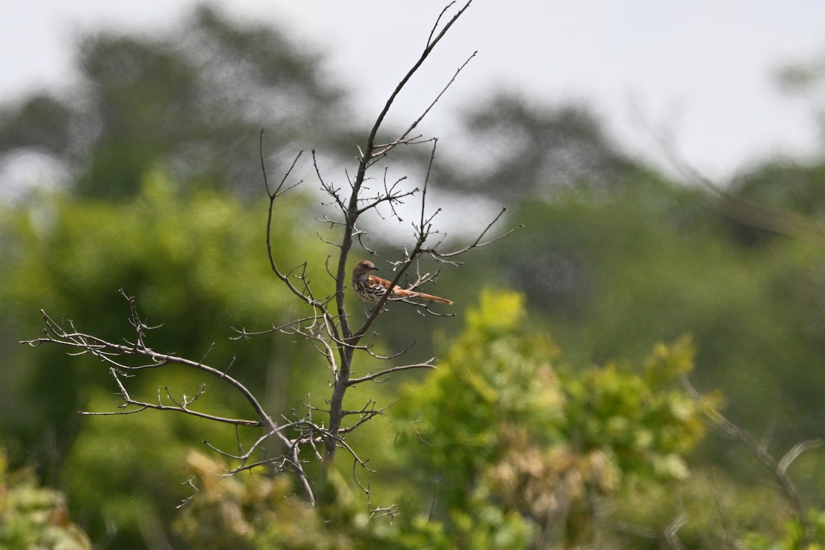 Brown Thrasher - ML638943753