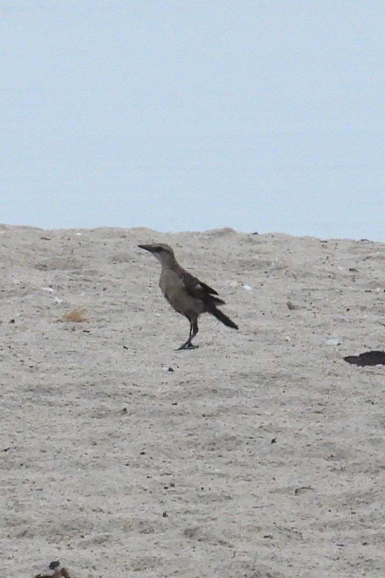 Boat-tailed Grackle - ML638943760