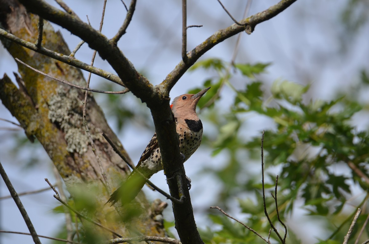 Carpintero Escapulario - ML638943768