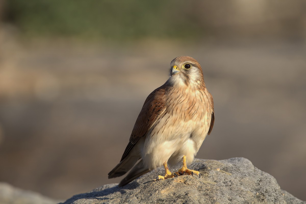 Nankeen Kestrel - ML638943769
