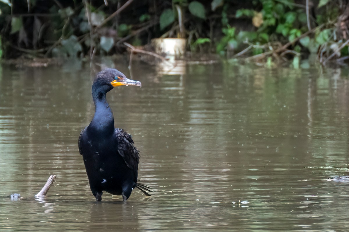 Cormorán Orejudo - ML638943779