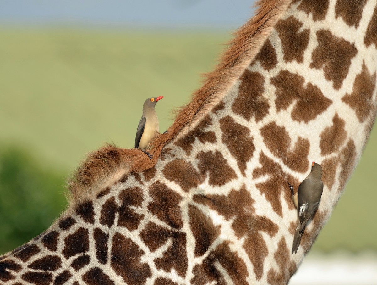 Red-billed Oxpecker - ML638943845