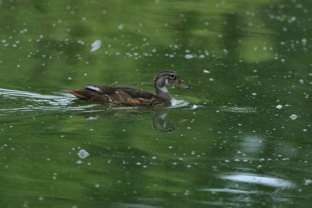 Canard branchu - ML638943857