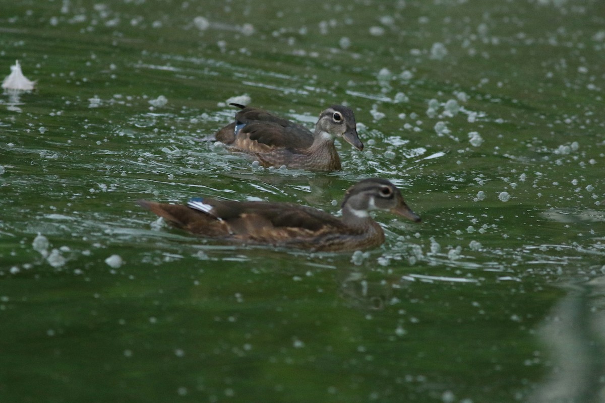 Canard branchu - ML638943858
