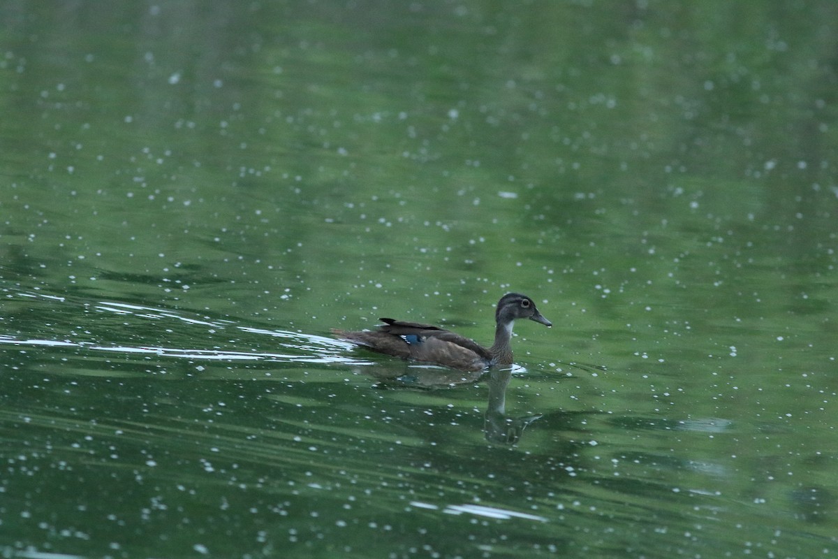 Canard branchu - ML638943861