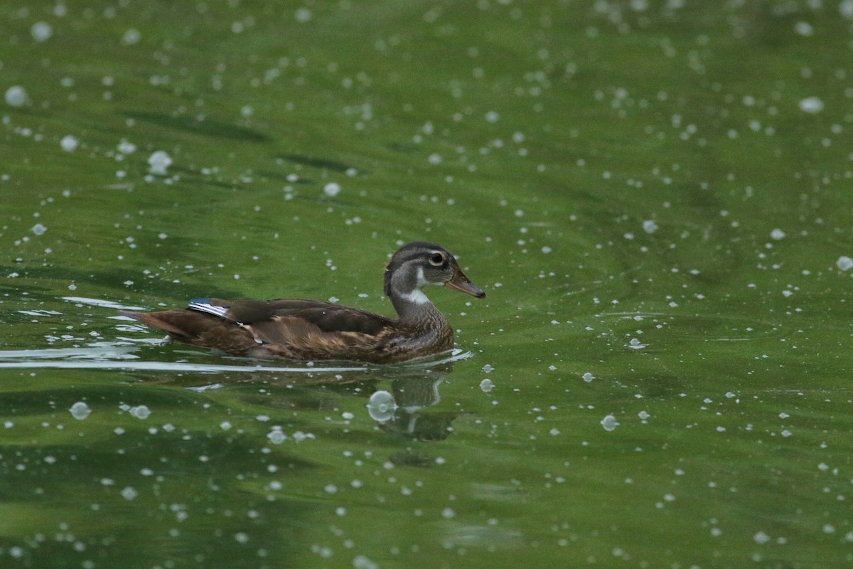 Canard branchu - ML638943863