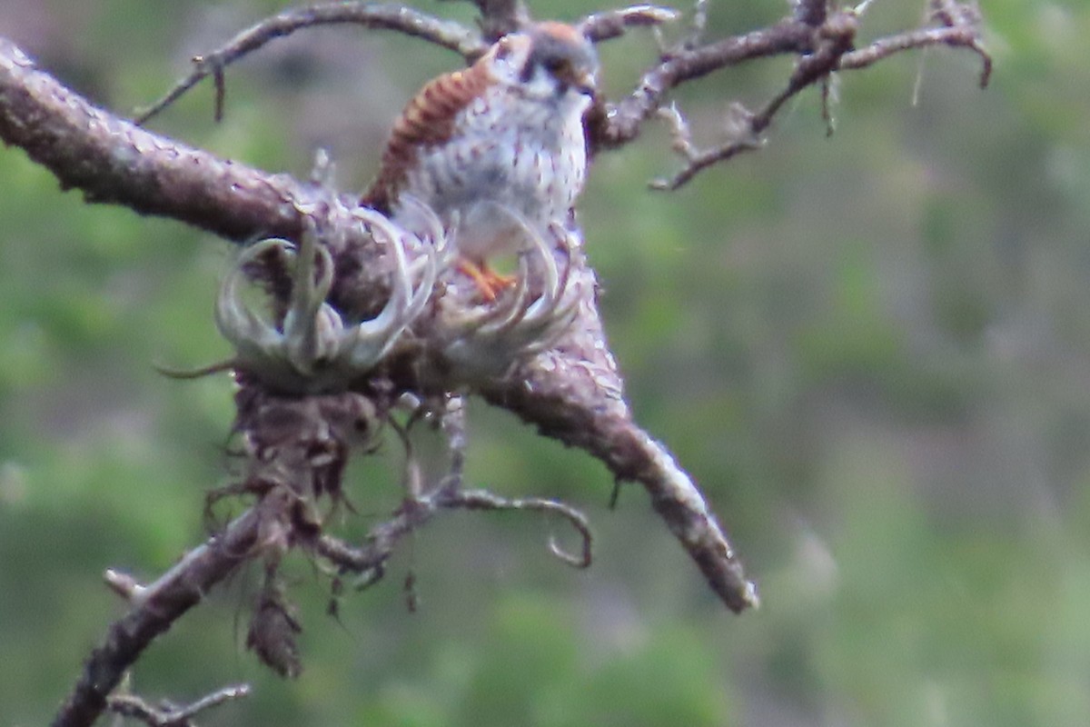 American Kestrel - ML638943896