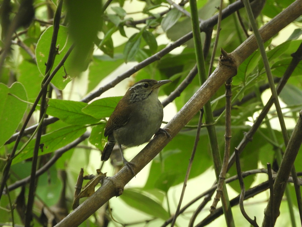 Niceforo's Wren - ML638943905