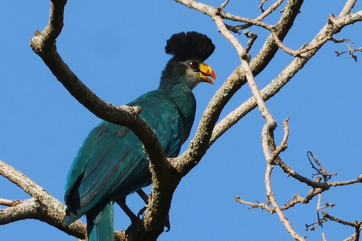 Great Blue Turaco - ML638943935
