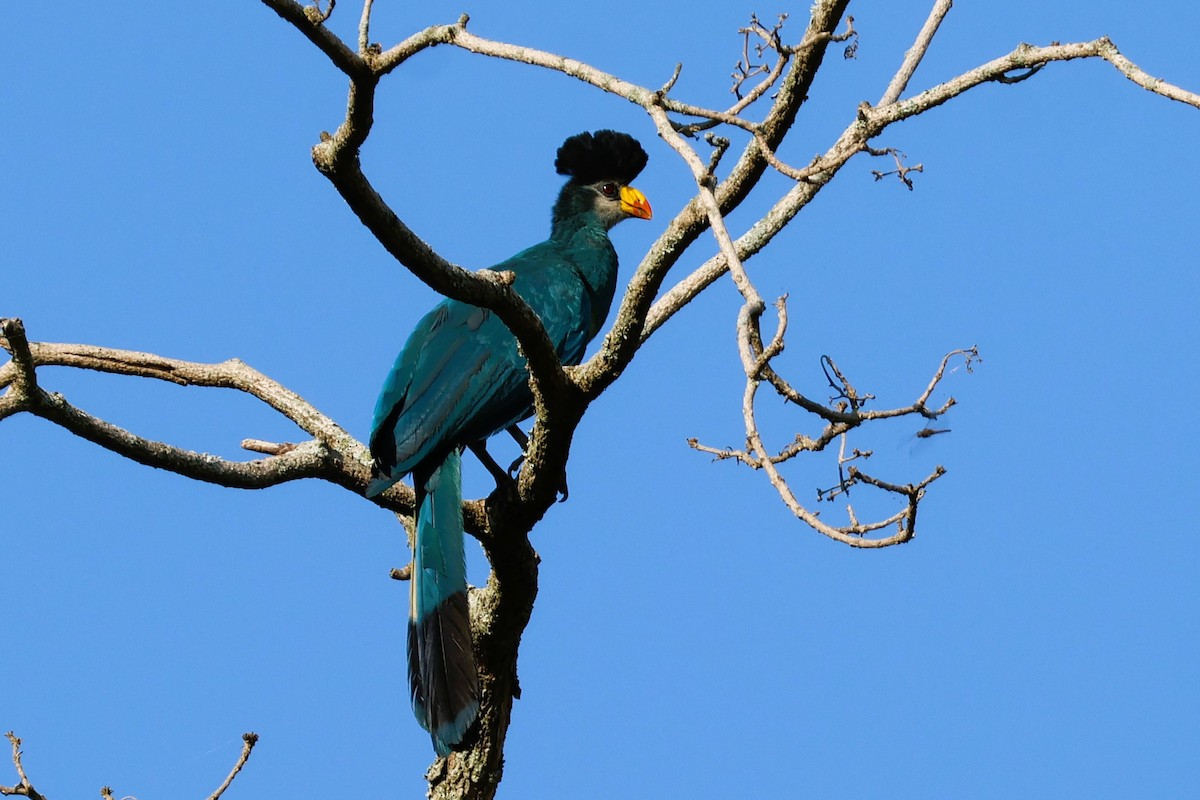 Great Blue Turaco - ML638943936