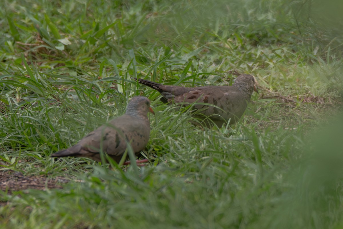 Common Ground Dove - ML638943949