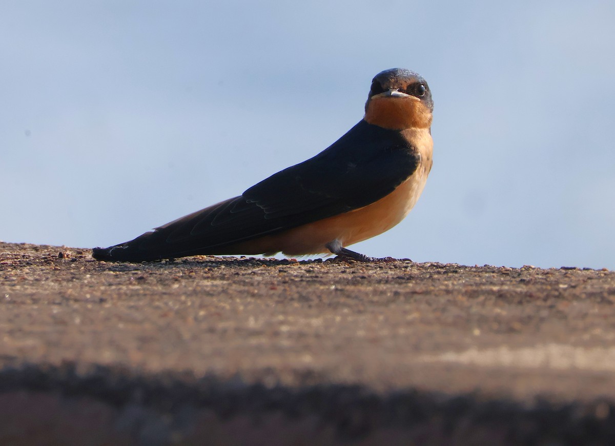 Hirondelle rustique - ML638943981