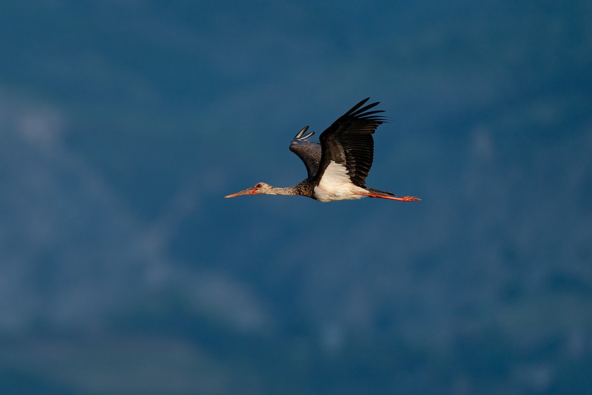 svartstork - ML638943996