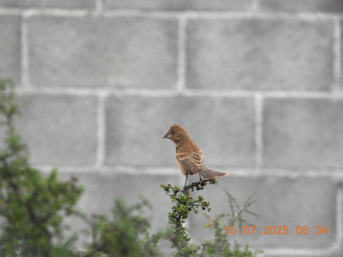 Blue Grosbeak - ML638944027