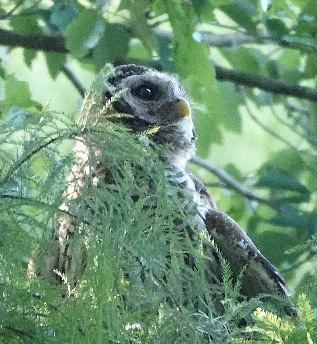 Barred Owl - ML638944069