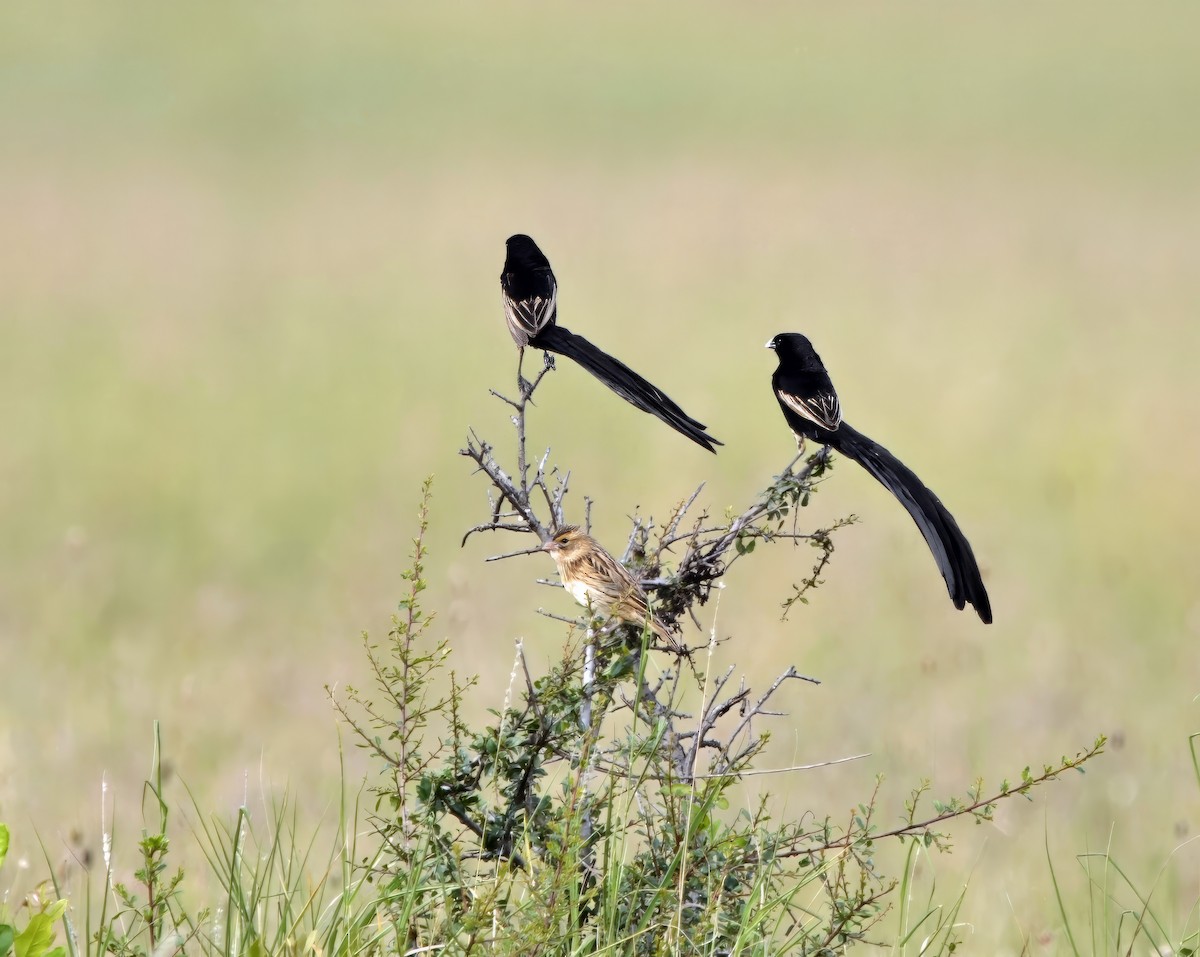 Long-tailed Widowbird - ML638944131