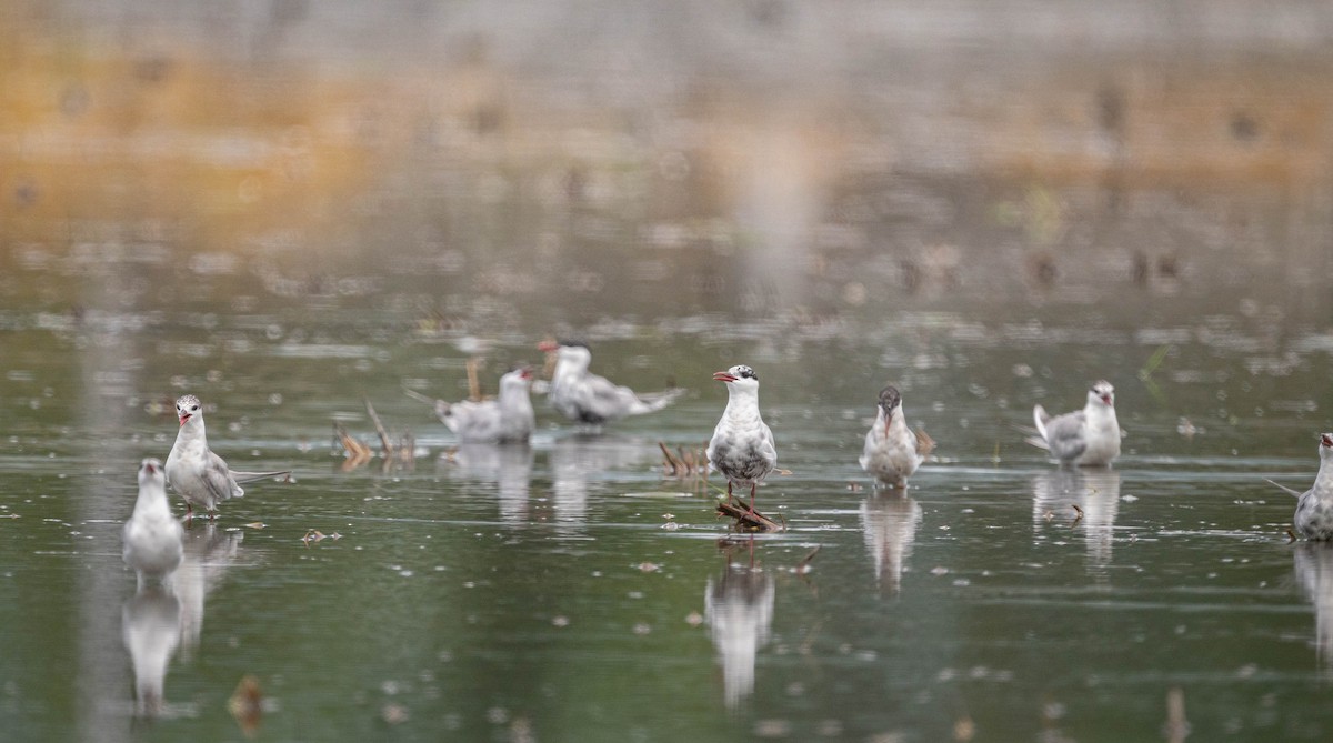 Whiskered Tern - ML638944140
