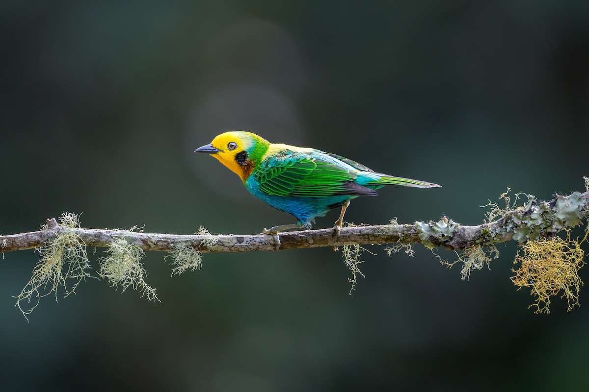 Multicolored Tanager - ML638944146