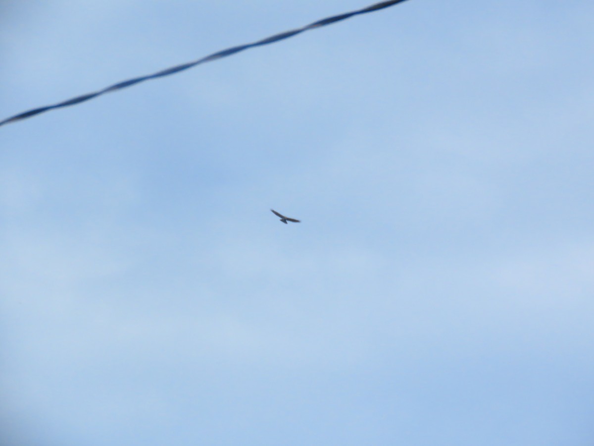 Rufous-tailed Hawk - ML638944184