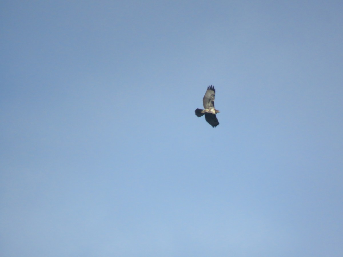 Rufous-tailed Hawk - ML638944185