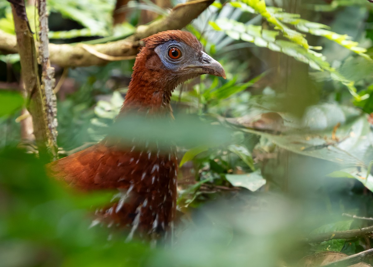 Malayan Crested Fireback - ML638944312