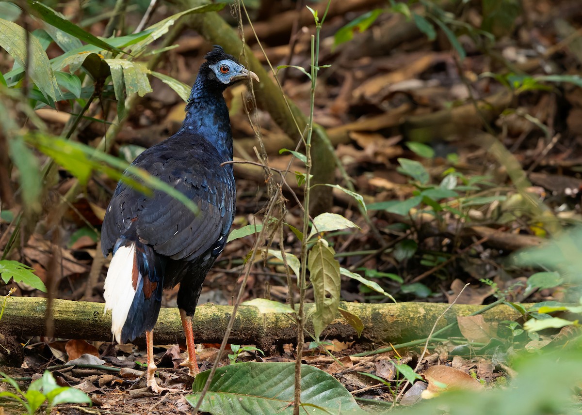 Malayan Crested Fireback - ML638944313