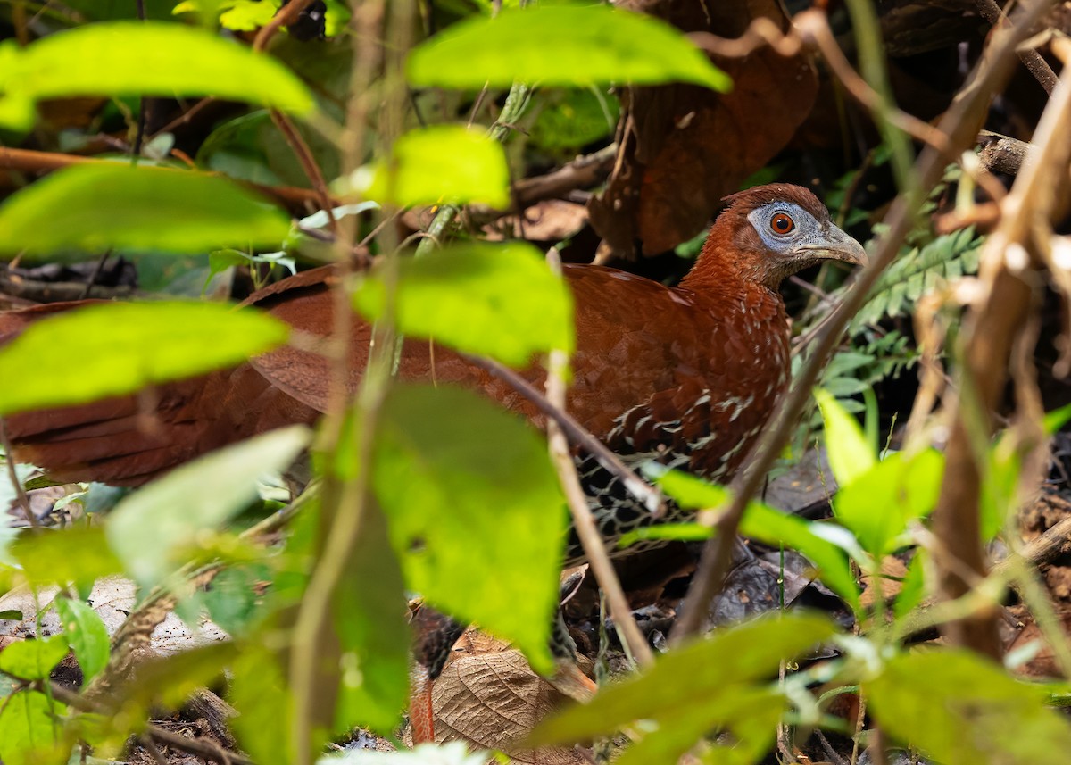 Malayan Crested Fireback - ML638944314