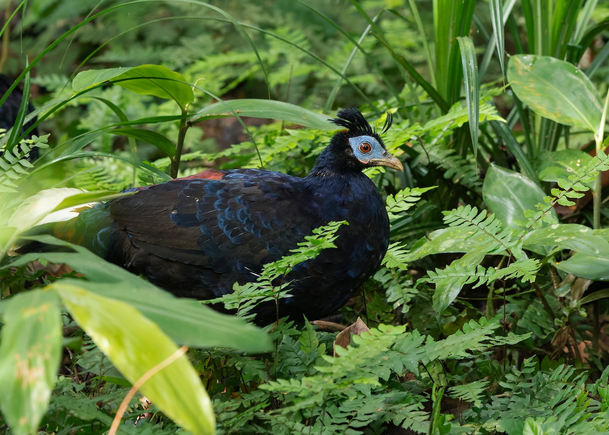 Malayan Crested Fireback - ML638944316