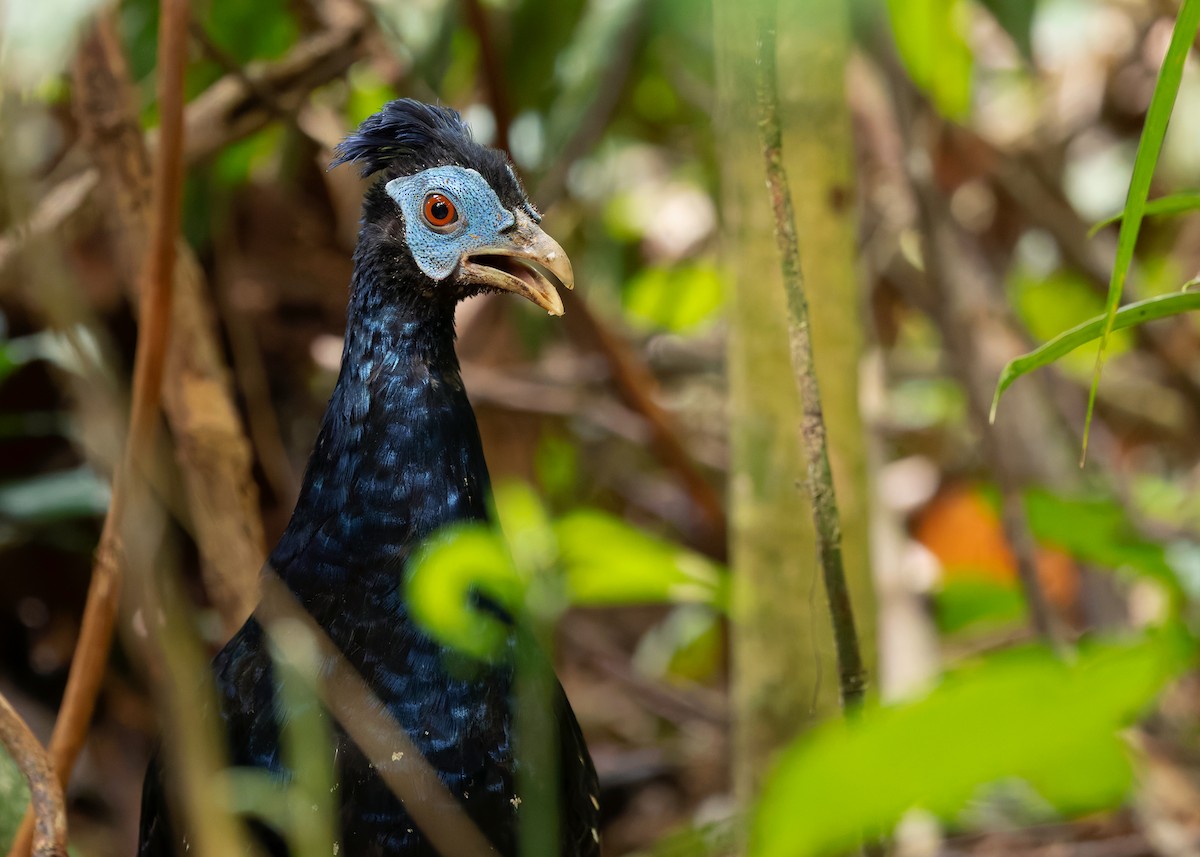 Malayan Crested Fireback - ML638944317