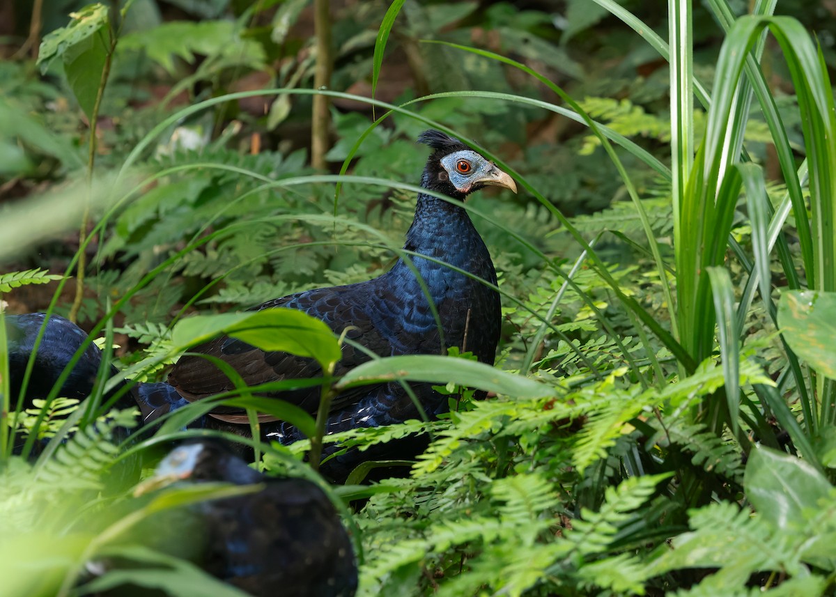 Malayan Crested Fireback - ML638944318
