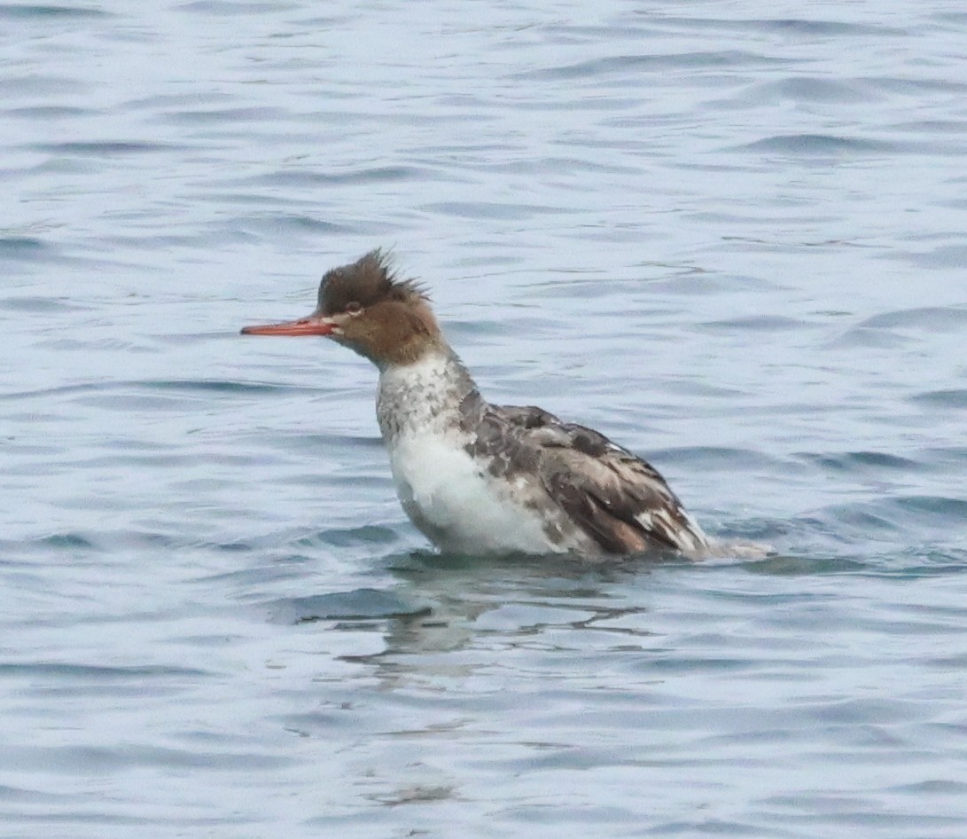 Red-breasted Merganser - ML638944320