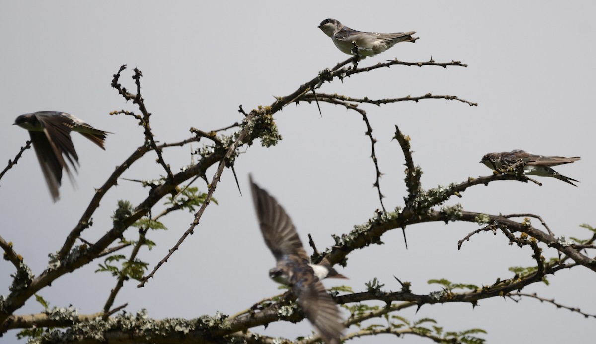 Western House-Martin - ML638944322
