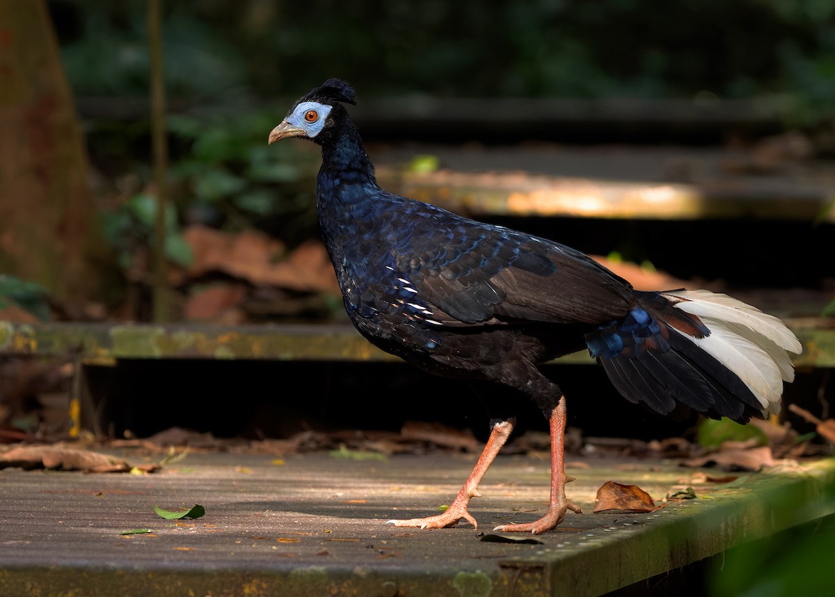 Malayan Crested Fireback - ML638944326
