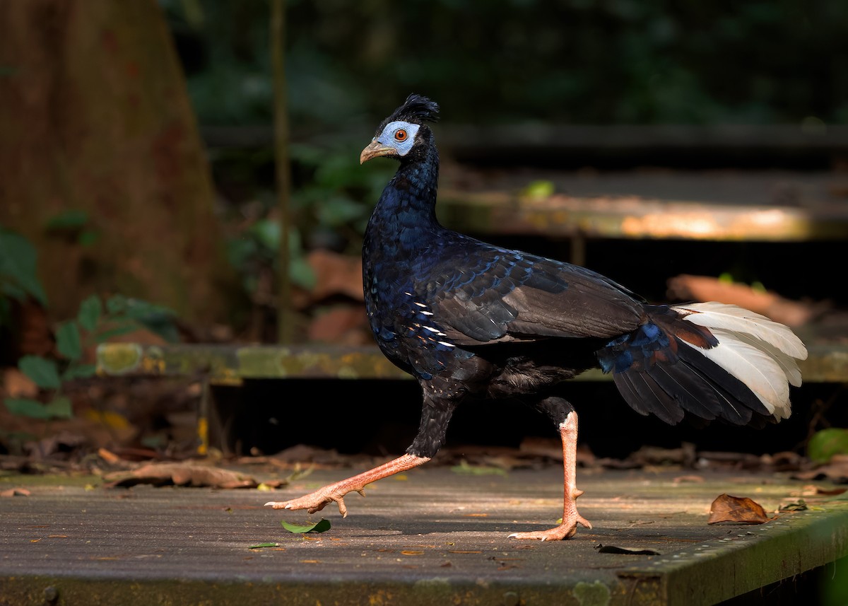 Malayan Crested Fireback - ML638944329