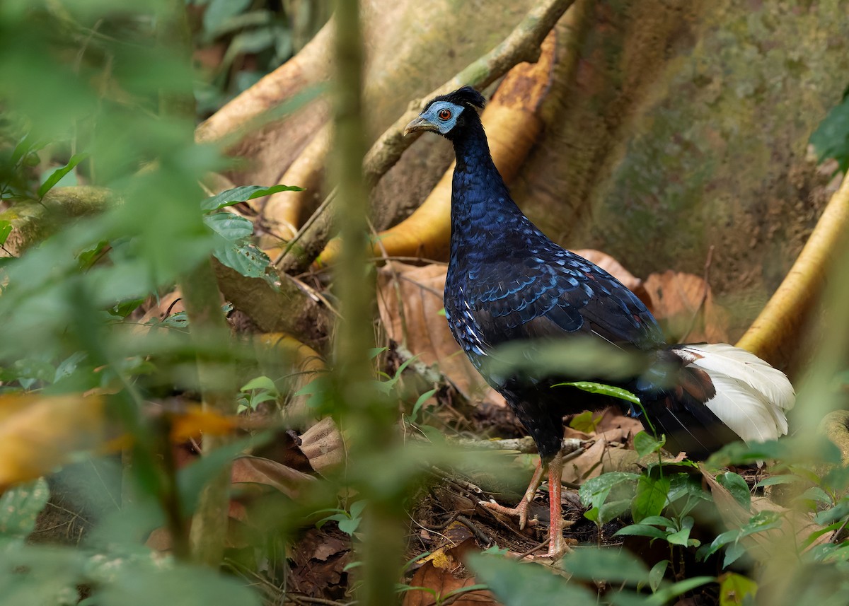 Malayan Crested Fireback - ML638944332