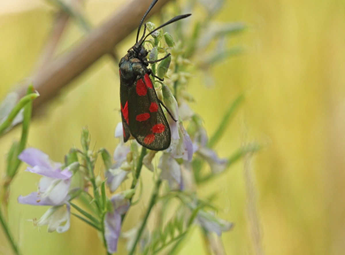 Insects - ML638944352