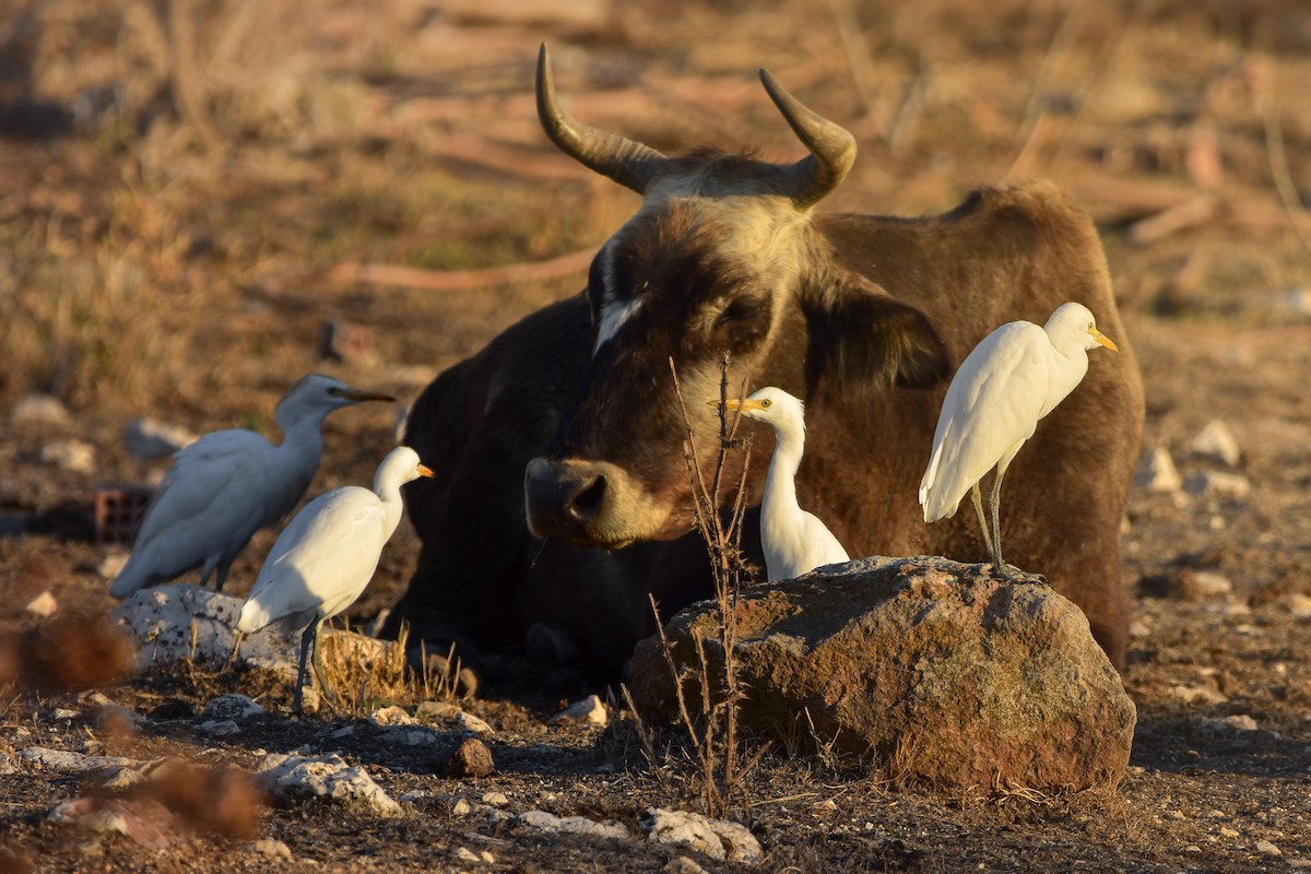 Western Cattle-Egret - ML638944373