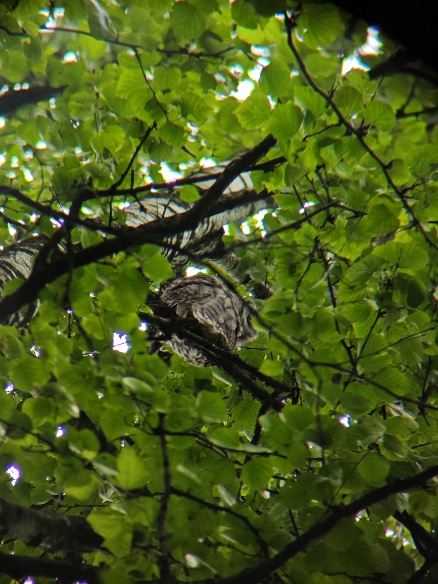 Ural Owl - ML638944378