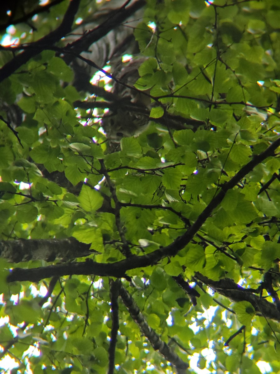 Ural Owl - ML638944379