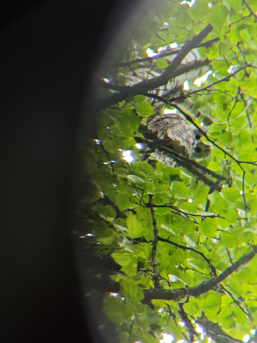 Ural Owl - ML638944381