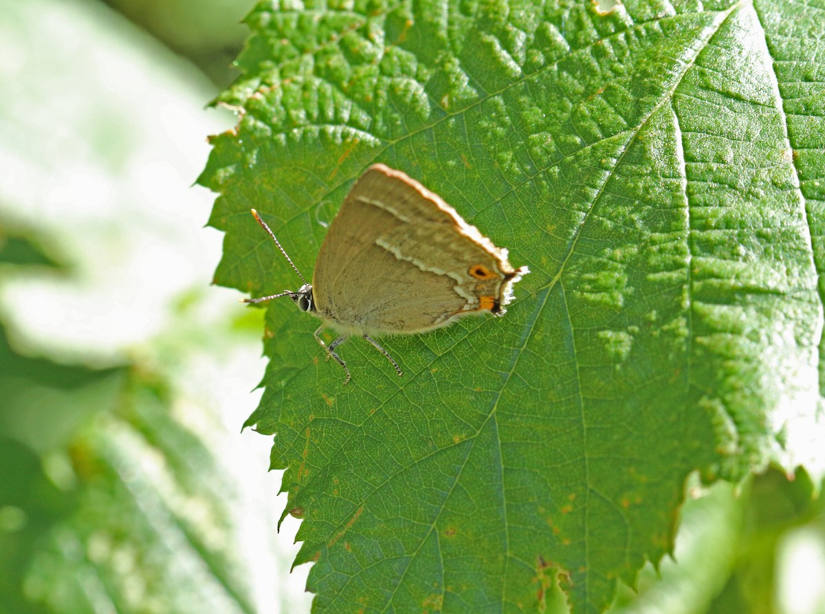 Insects - ML638944387